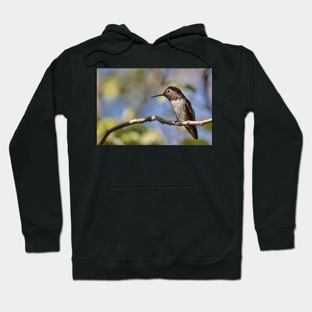 Anna's Hummingbird Perched in a Tree Hoodie by JeffreySchwartz